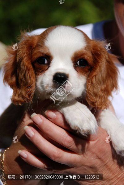 Charles,Pup國王