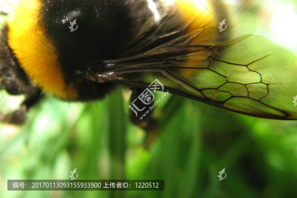 蜜蜂