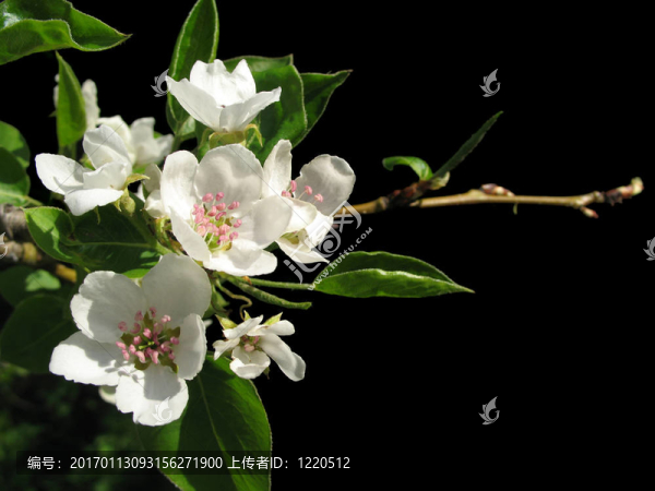 蘋果花
