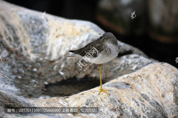 Lesser,Yellowlegs（Tringa,Flavipes）