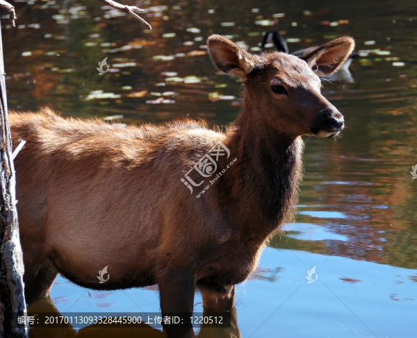 鹿（Cervus,canadensis）在水