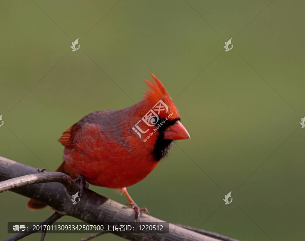 雄性北部紅衣主教