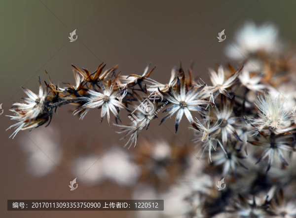 野生植物的宏