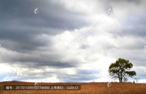 一棵樹-匯圖網(wǎng) www.fosd68.com 一棵樹