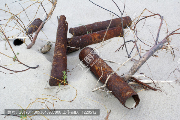 在沙灘上的貝殼