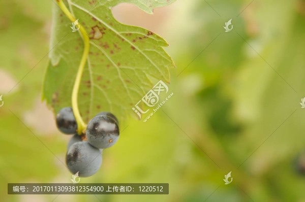 葡萄上的葡萄