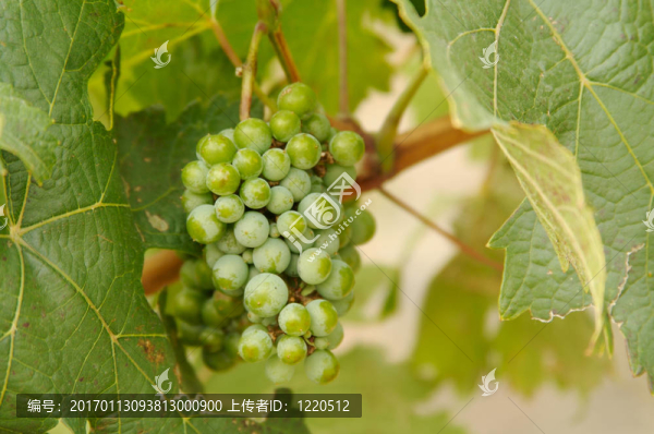 葡萄上的葡萄