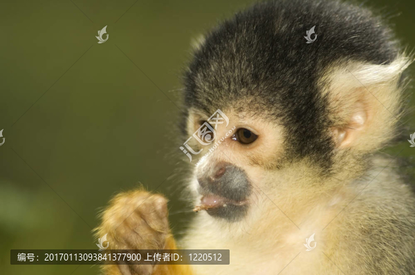吃松鼠猴子