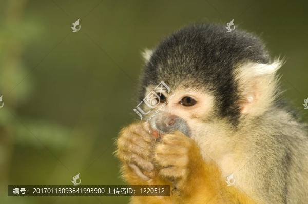 小松鼠猴
