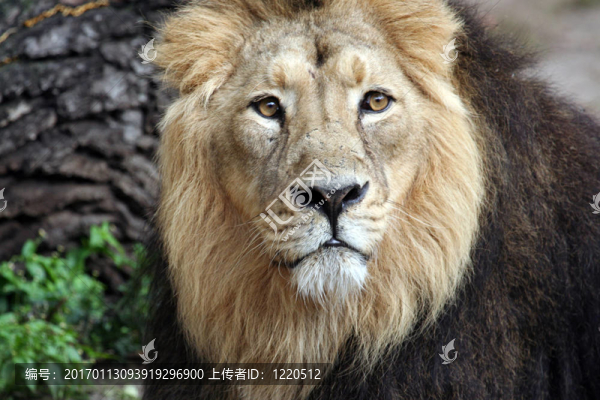 獅子的肖像