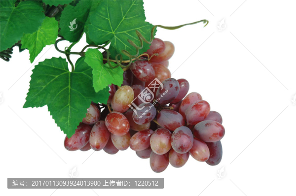 葡萄