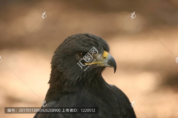 歐亞鷹