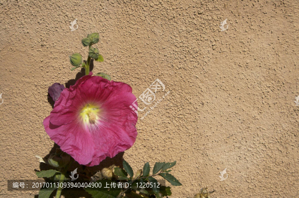 蜀葵