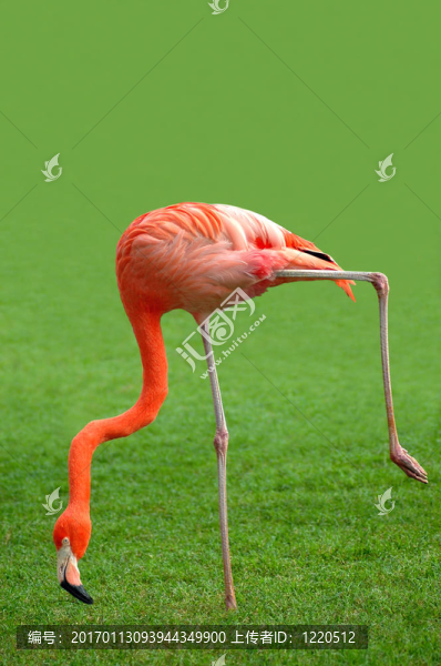火烈鳥