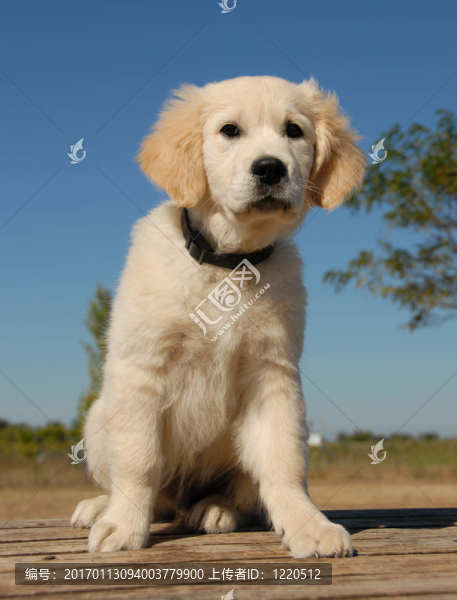 坐在小狗的金毛獵犬