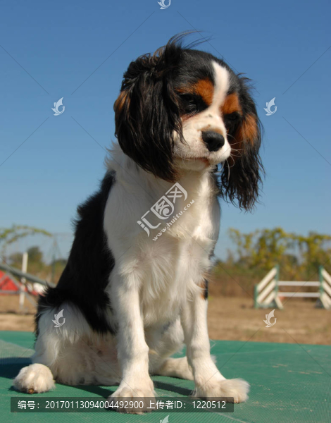 騎士查理王獵犬