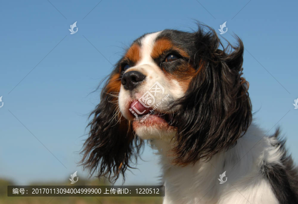 騎士查理王獵犬