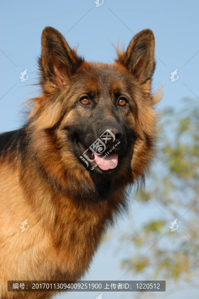 雌性德國牧羊犬