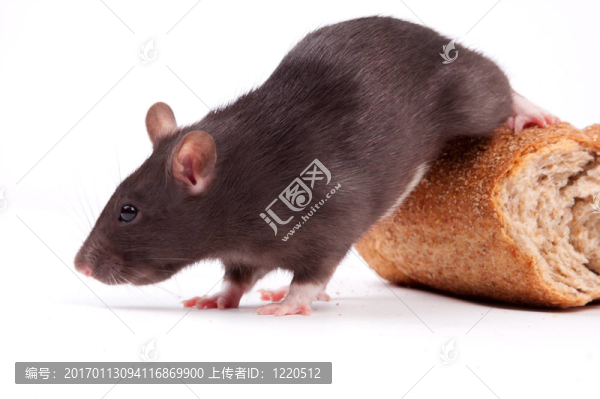 老鼠