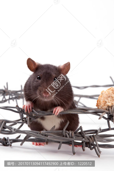 老鼠-匯圖網(wǎng) www.fosd68.com 老鼠