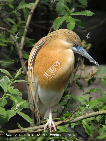 外來(lái)的鳥(niǎo)