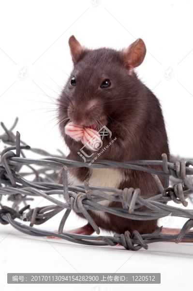 老鼠-匯圖網(wǎng) www.fosd68.com 老鼠