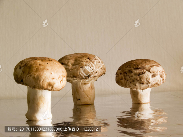 真菌