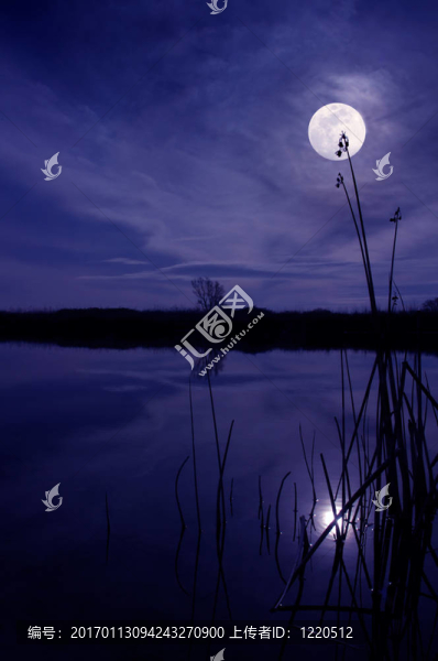 Moon和蘆葦