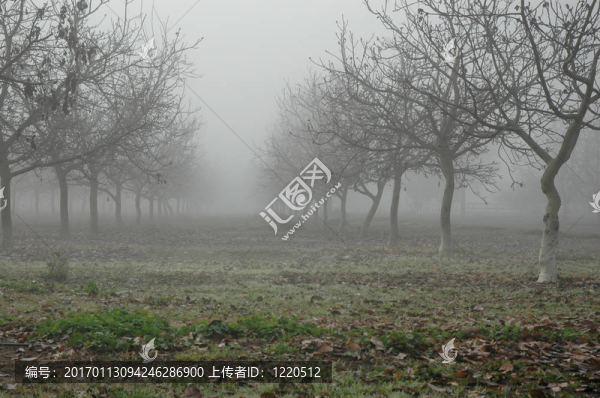 霧中的核桃樹(shù)