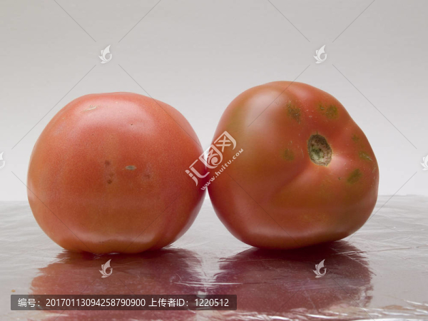 西紅柿