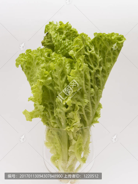 種植生菜