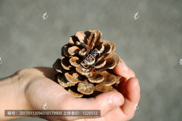 松樹的球果