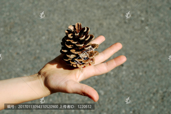 松樹的球果