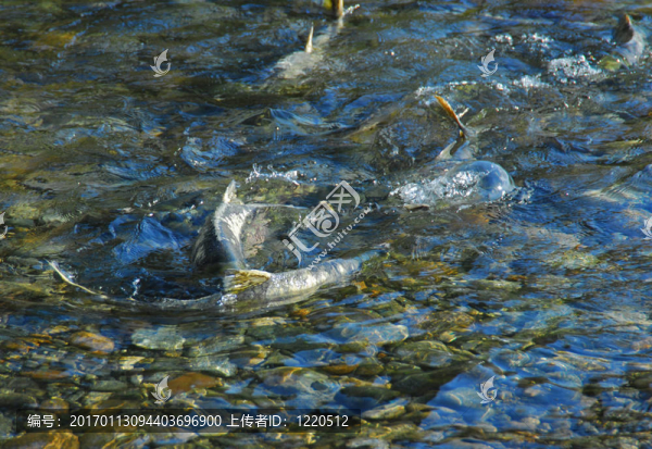 產(chǎn)卵
