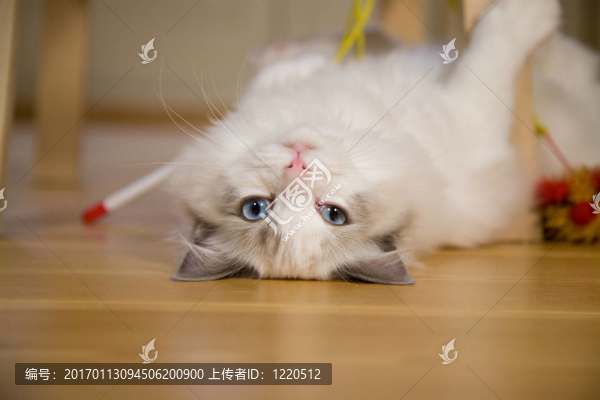 頑皮的小貓