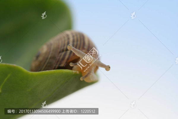 老大哥1