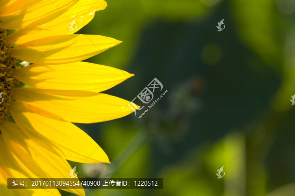 向日葵2