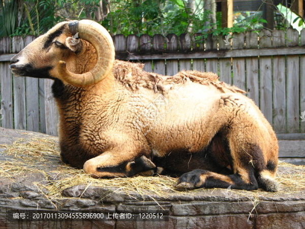 Barbado,sheep在巖石上