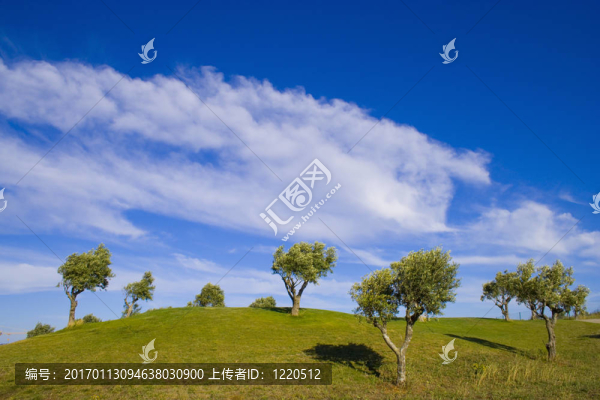 孤獨的樹11