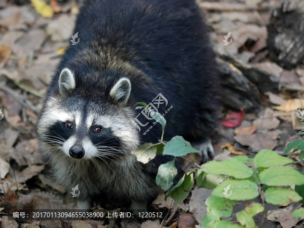 Raccoon（浣熊）