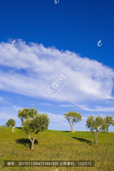 孤獨(dú)的樹(shù)13