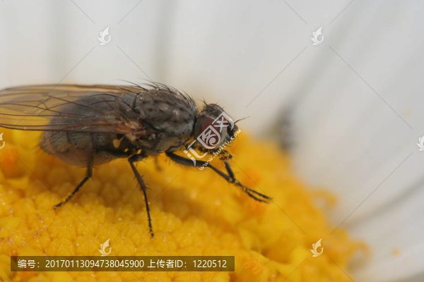 飛在花上