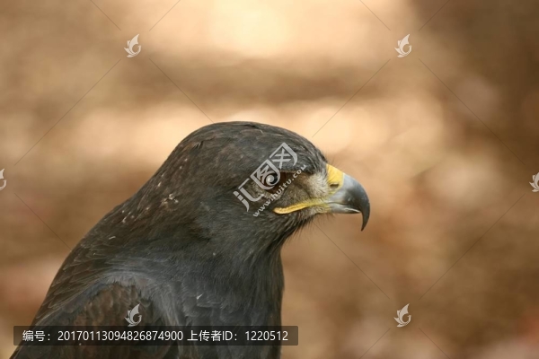 激烈的鷹