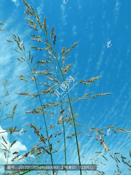 夏天的草-匯圖網(wǎng) www.fosd68.com 夏天的草