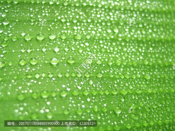 綠葉上的雨滴