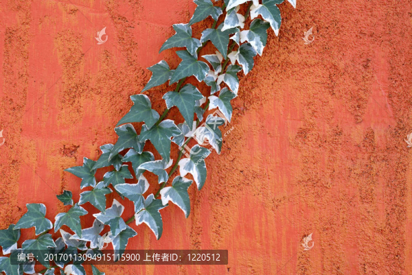 長(zhǎng)春藤