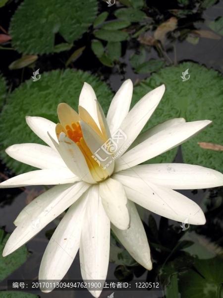 白蓮花