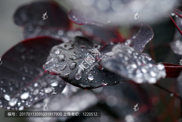 雨滴在樹葉