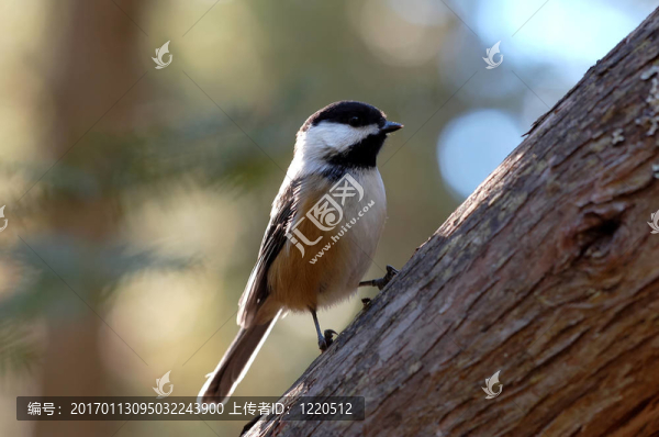 黑頂山雀（Poecile,atricapillus）