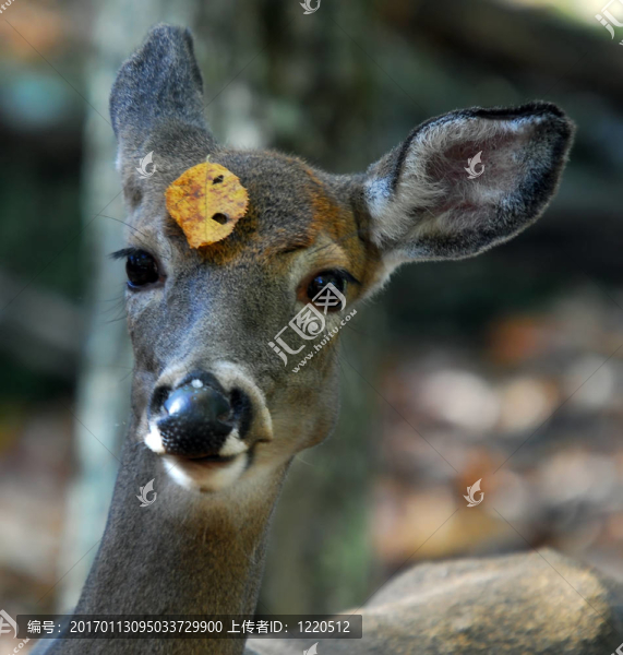 白尾鹿（Odocoileus,virginianus）
